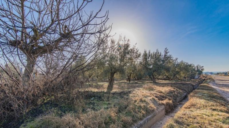Granada - Chauchina - 10500m2