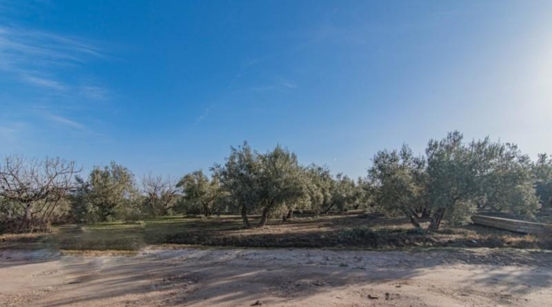Granada - Chauchina - 10500m2