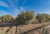 Casa amb terreny en venda a la España, Chauchina, ref.: TR296123 foto