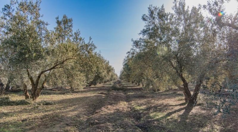 Granada - Chauchina - 10500m2
