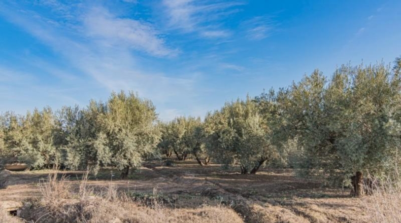 Granada - Chauchina - 10500m2