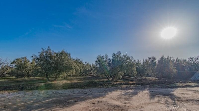 Granada - Chauchina - 10500m2