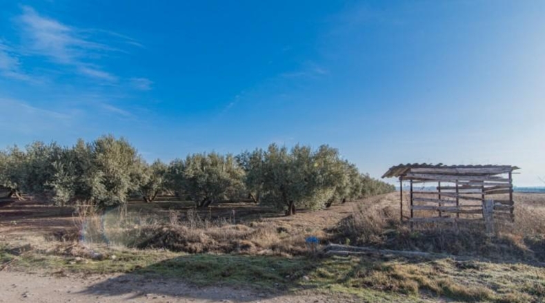 Granada - Chauchina - 10500m2