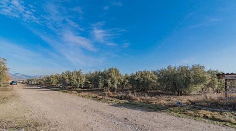 Granada - Chauchina - 10500m2