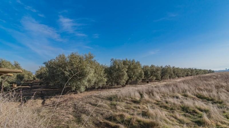 Granada - Chauchina - 10500m2