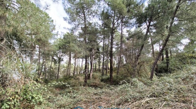 Community of Madrid - Cadalso de los Vidrios - 2290m2