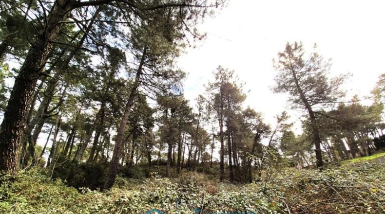 Community of Madrid - Cadalso de los Vidrios - 2290m2