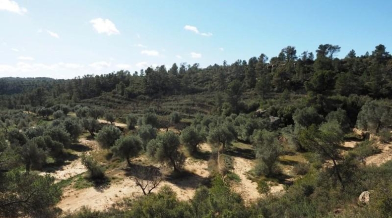 Teruel - Calaceite - 195755m2