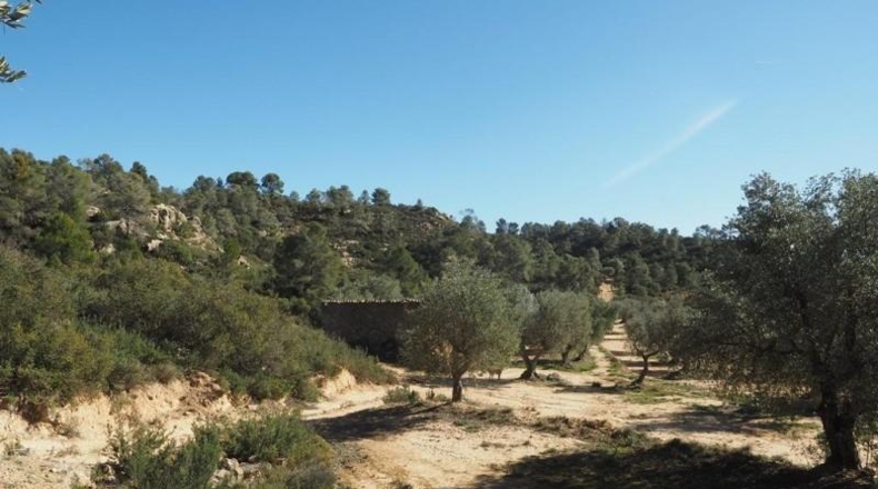 Teruel - Calaceite - 195755m2