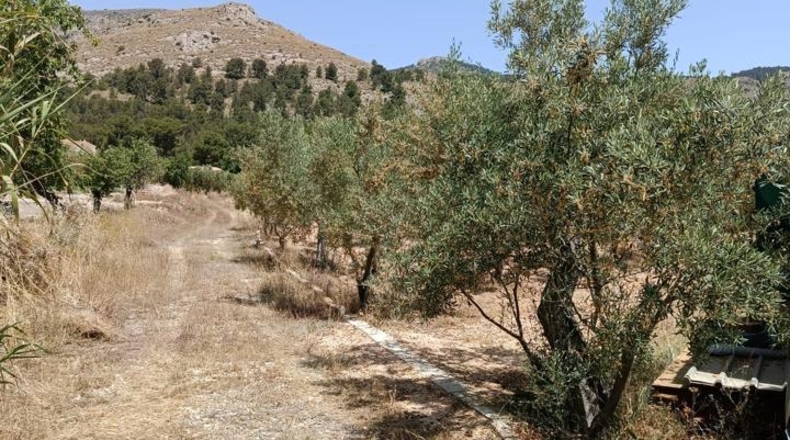 Alicante - Onil - 8700m2