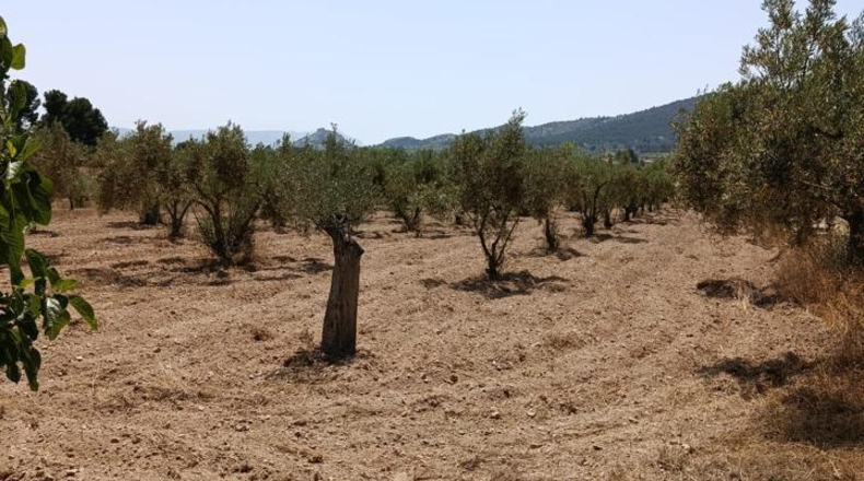 Alicante - Onil - 8700m2