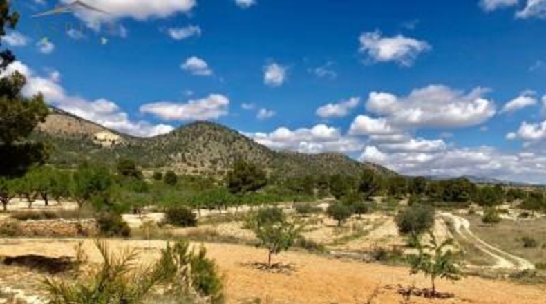 Alicante - la Romana - 40000m2