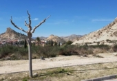 Parcel·la urbanitzable en venda a la España, Archena, ref.: TR119996 foto