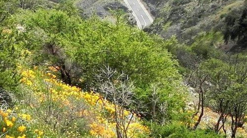 Santa Cruz de Tenerife - Arafo - 6000m2
