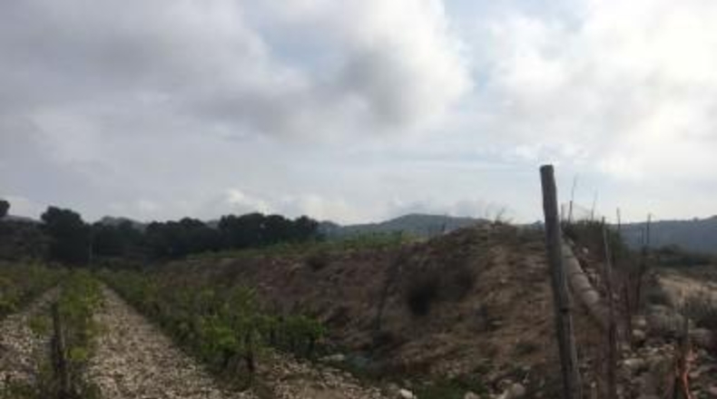 Alicante - Novelda - 27500m2