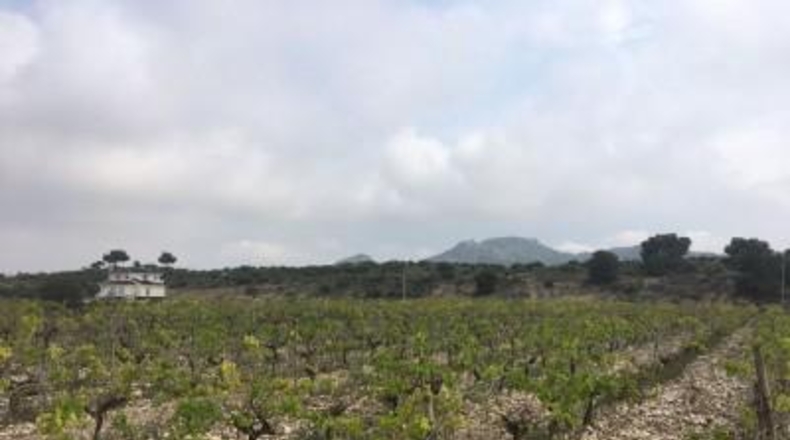 Alicante - Novelda - 27500m2