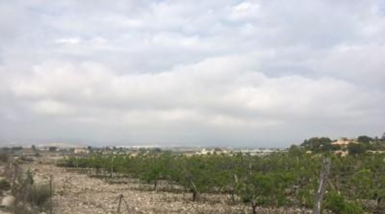 Alicante - Novelda - 27500m2