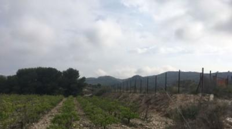 Alicante - Novelda - 27500m2