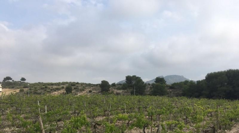 Alicante - Novelda - 27500m2