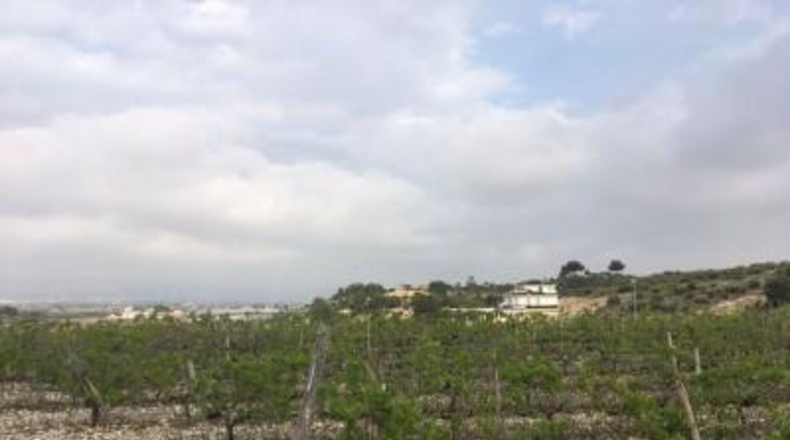 Alicante - Novelda - 27500m2