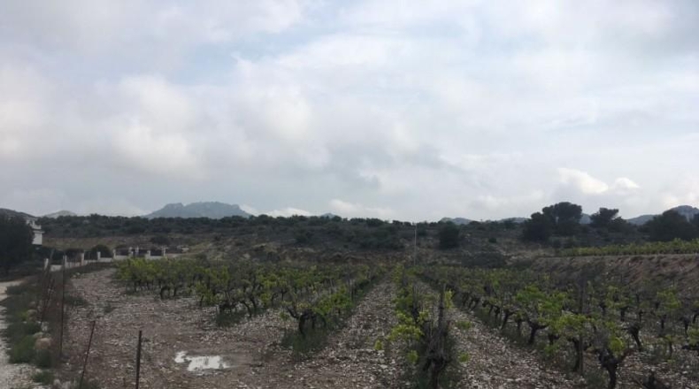 Alicante - Novelda - 27500m2