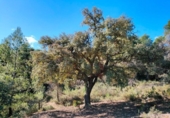 Chalet independiente con terreno en venta en la España, La Portellada, ref: TR297816 foto