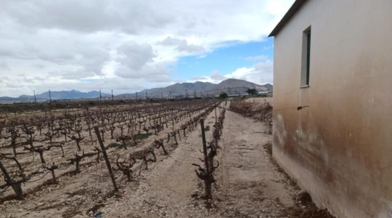 Alicante - Novelda - 14334m2