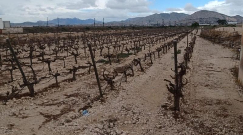 Alicante - Novelda - 14334m2