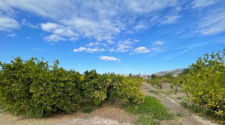 Murcia - Murcia - 3101m2