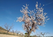 Terreny no urbanitzable en venda a la España, el Fondó de les Neus, ref.: TR129105 foto