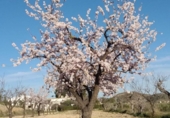 Terreny no urbanitzable en venda a la España, el Fondó de les Neus, ref.: TR129105 foto