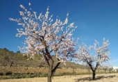 Terreny no urbanitzable en venda a la España, el Fondó de les Neus, ref.: TR129105 foto