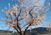 Terreny no urbanitzable en venda a la España, el Fondó de les Neus, ref.: TR129105 foto