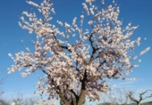 Terreny no urbanitzable en venda a la España, el Fondó de les Neus, ref.: TR129105 foto