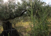 Sòl urbà en venda a la España, Sierra de Fuentes, ref.: TR130355 foto