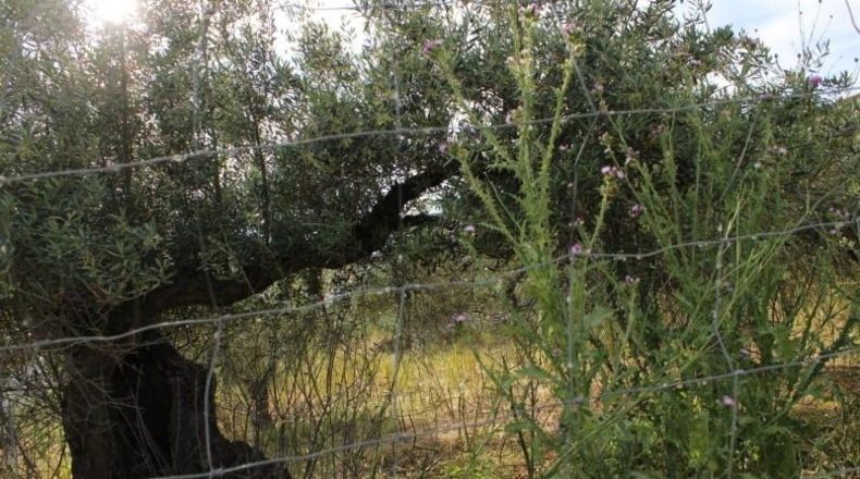 Caceres - Sierra de Fuentes - 750m2