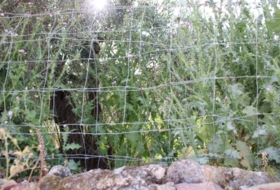 Foto 9