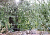 Sòl urbà en venda a la España, Sierra de Fuentes, ref.: TR130355 foto