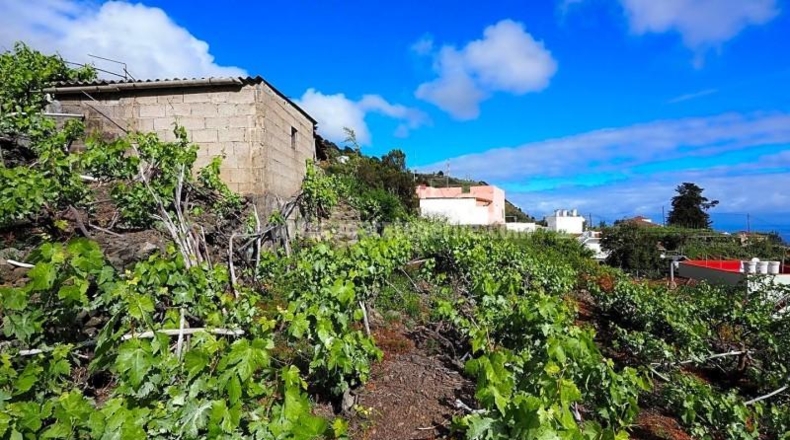 Santa Cruz de Tenerife - Icod de los Vinos - 1103m2