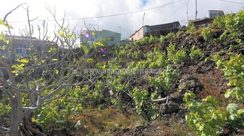 Santa Cruz de Tenerife - Icod de los Vinos - 1103m2