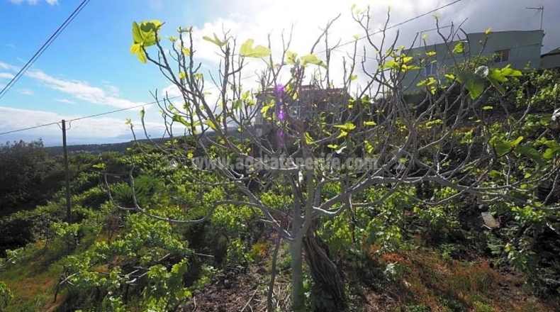 Santa Cruz de Tenerife - Icod de los Vinos - 1103m2