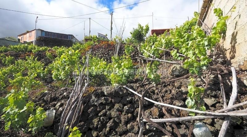 Santa Cruz de Tenerife - Icod de los Vinos - 1103m2