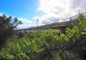 Parcel·la urbanitzable en venda a la España, Icod de los Vinos, ref.: TR130482 foto