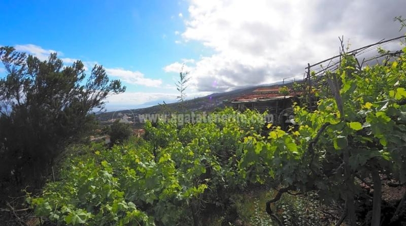 Santa Cruz de Tenerife - Icod de los Vinos - 1103m2