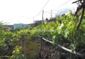 Parcel·la urbanitzable en venda a la España, Icod de los Vinos, ref.: TR130482 foto