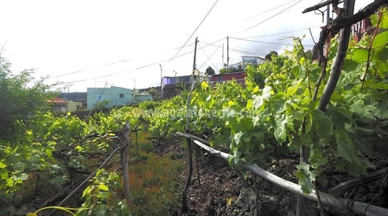 Santa Cruz de Tenerife - Icod de los Vinos - 1103m2