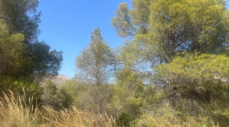 Murcia - Totana - 99140m2