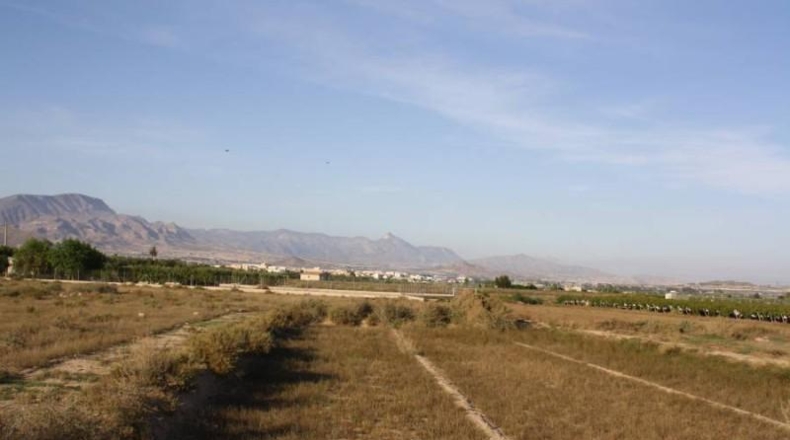 Alicante - Aspe - 13109m2