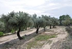 Horta de Sant Joan 205515&nbsp;m²