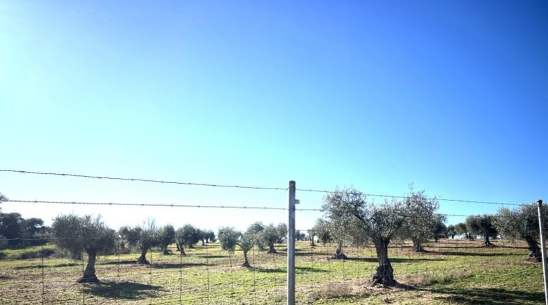 Badajoz - Don Benito - 5986m2